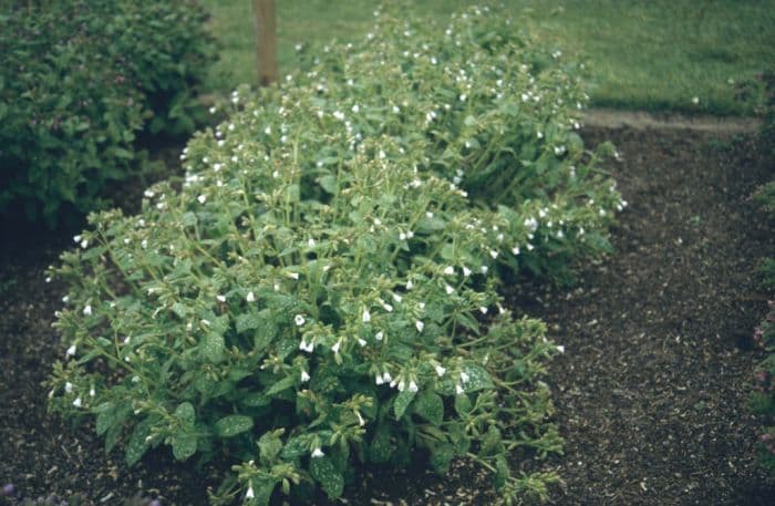 lungwort 'Sissinghurst White'