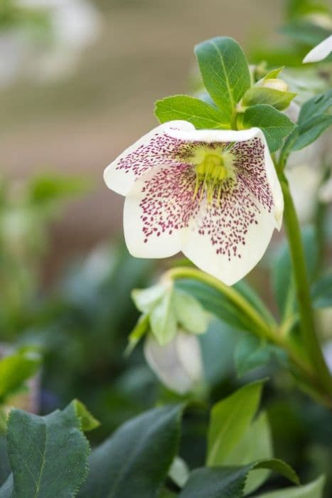 hellebore [SP Conny]