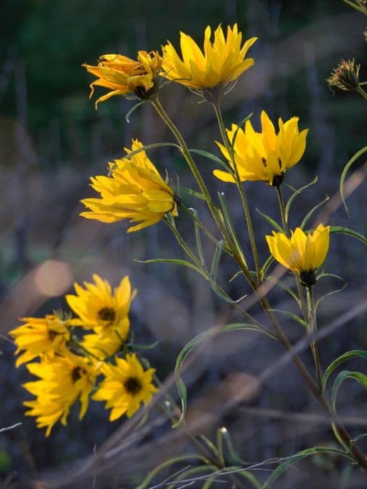 willow-leaved sunflower