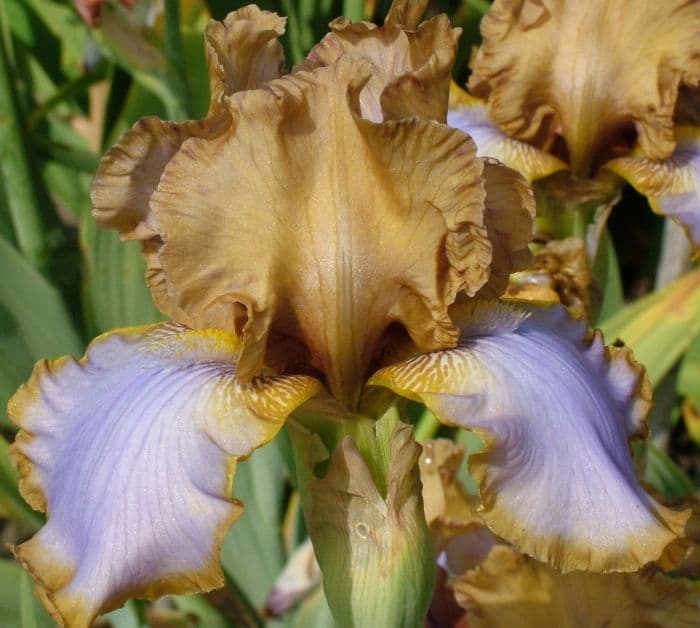 iris 'Iced Tea'