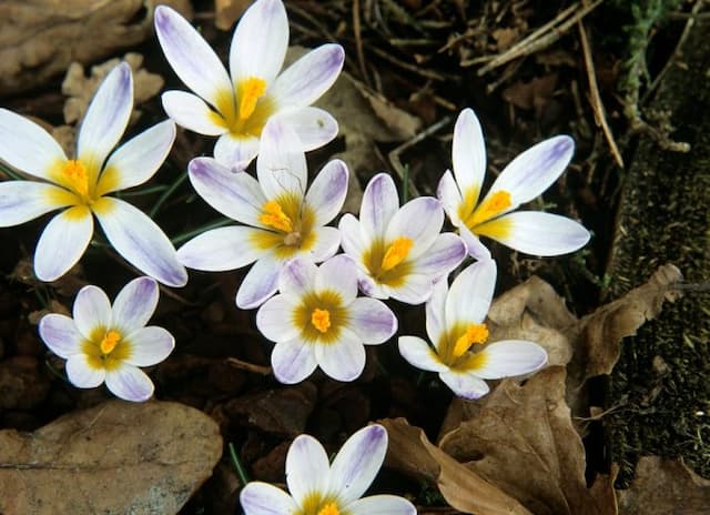 Sieber's crocus 'Ronald Ginns'