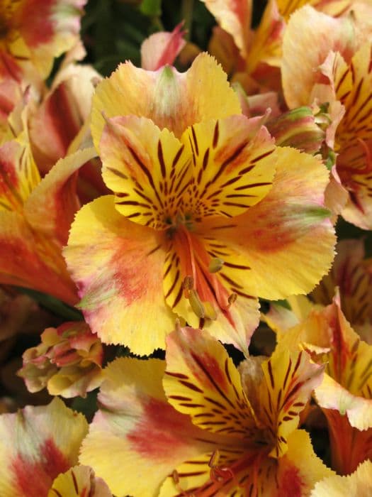 Peruvian lily [Princess Sara]