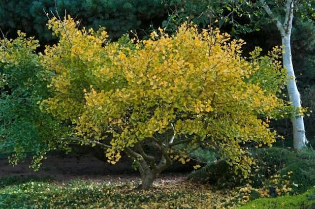 Maidenhair tree 'Compacta'