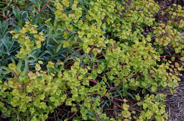 Nice spurge