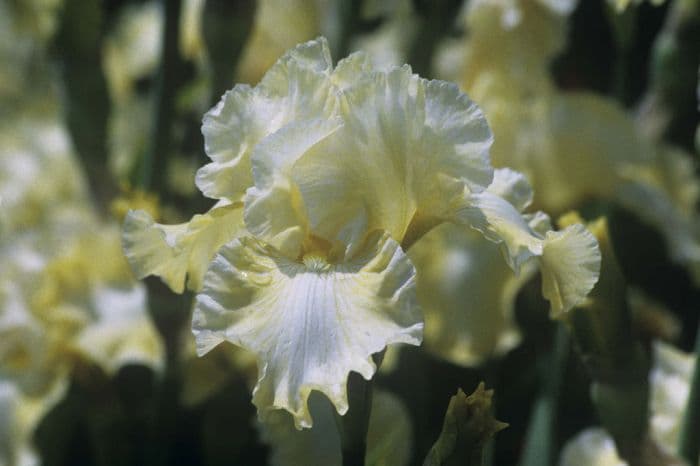 iris 'Shurton Sunrise'