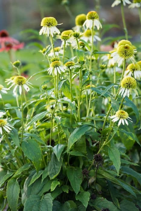 purple coneflower 'Coconut Lime'