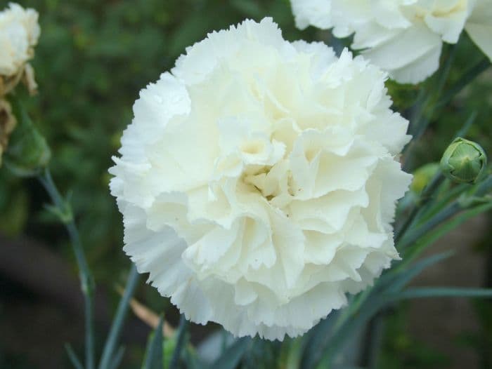 perpetual-flowering carnation 'Milky Way'