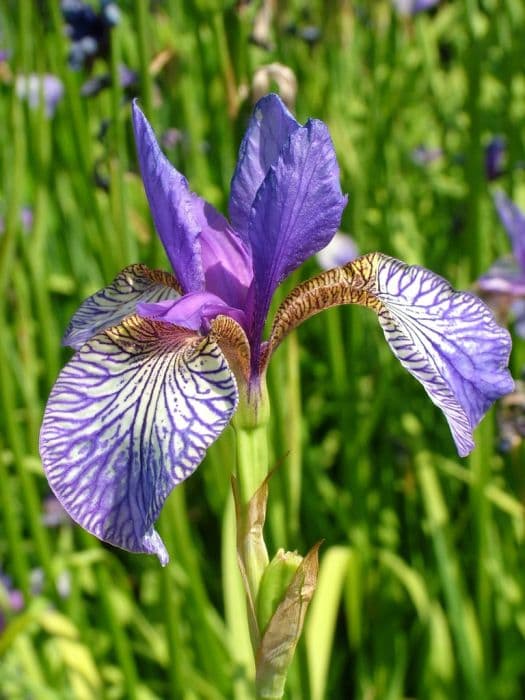 Siberian iris 'Shaker's Prayer'