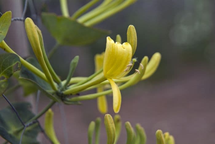 Chinese honeysuckle