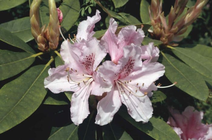 rhododendron 'Albert Schweitzer'