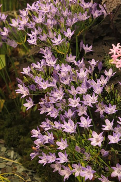 triplet lily 'Corrina'