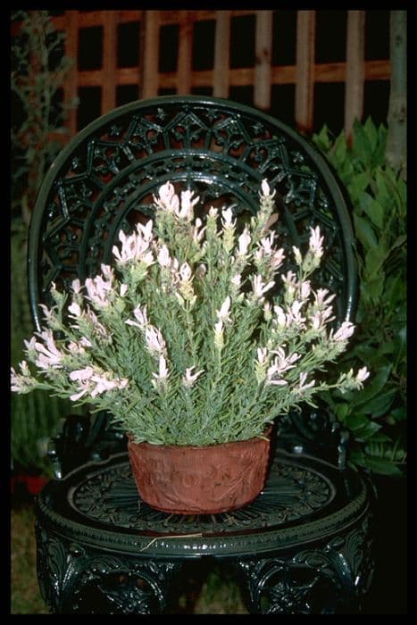 white-flowered French lavender