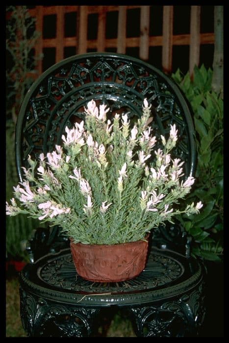 White-flowered French lavender