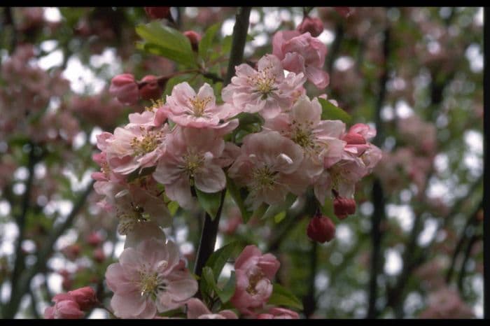 crab apple 'Van Eseltine'