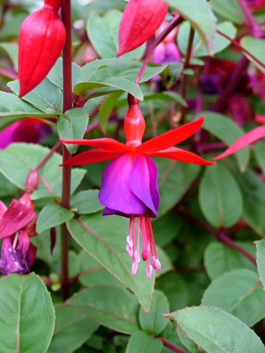 fuchsia 'Mercurius'