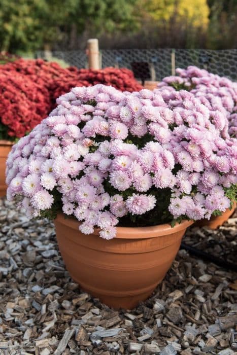 chrysanthemum 'Mabel Pink'