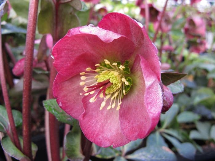 hellebore [Penny's Pink]