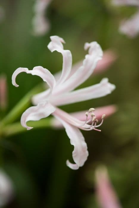 Bowden lily 'Vesta K'