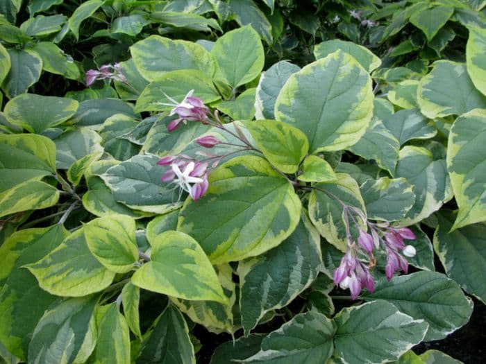 Farges harlequin glorybower 'Carnival'