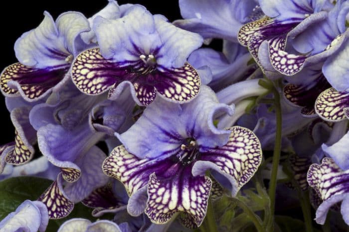 Cape primrose 'Harlequin Lace'