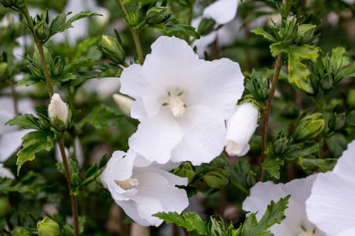 rose of Sharon 'Snowdrift'