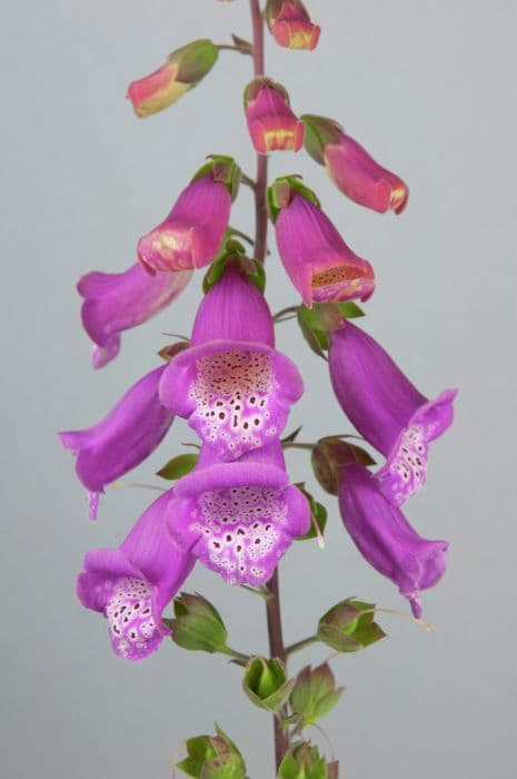 foxglove 'Martina'