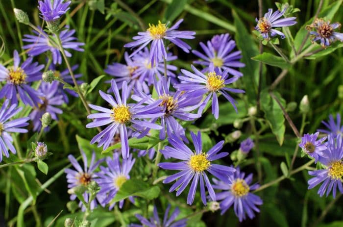 aster 'Orpheus'