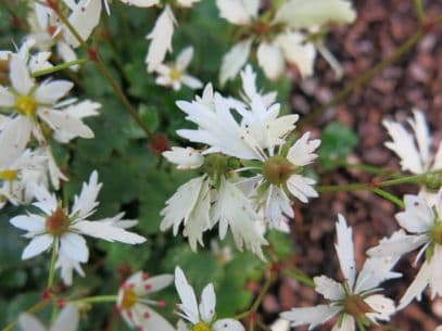 Fortune saxifrage 'White Fantasia'