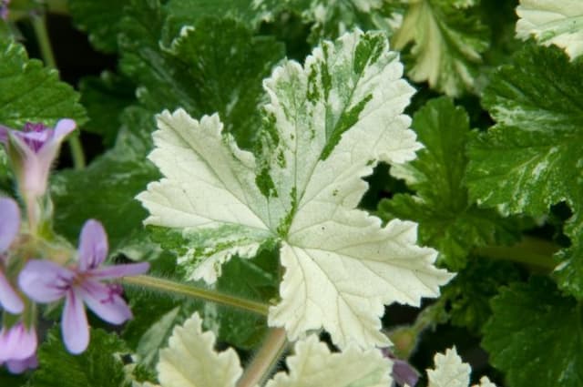 Pelargonium 'Charmay Snowflurry'