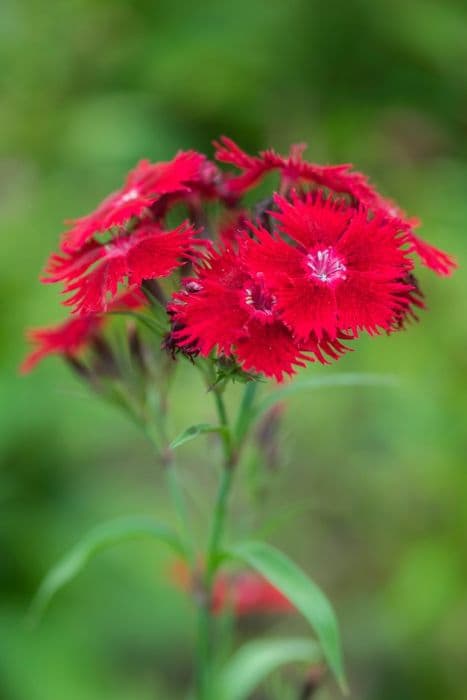 sweet william [Rockin' Red]