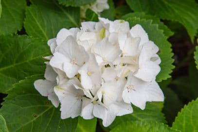 Mophead Hydrangea Magical Wings