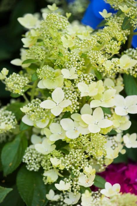 paniculate hydrangea [Confetti]