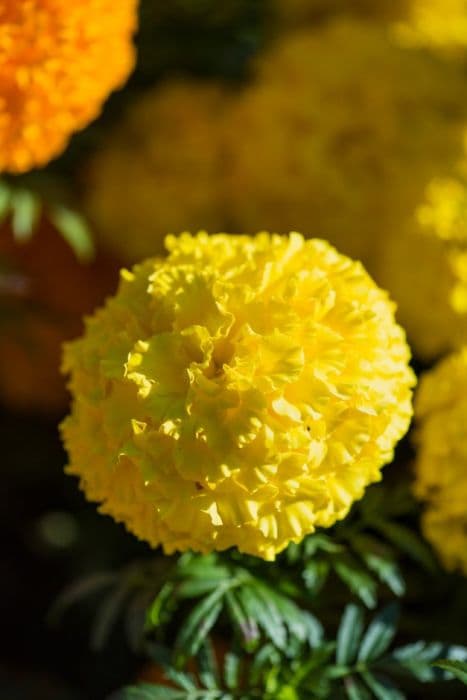 African marigold 'Big Top Yellow'