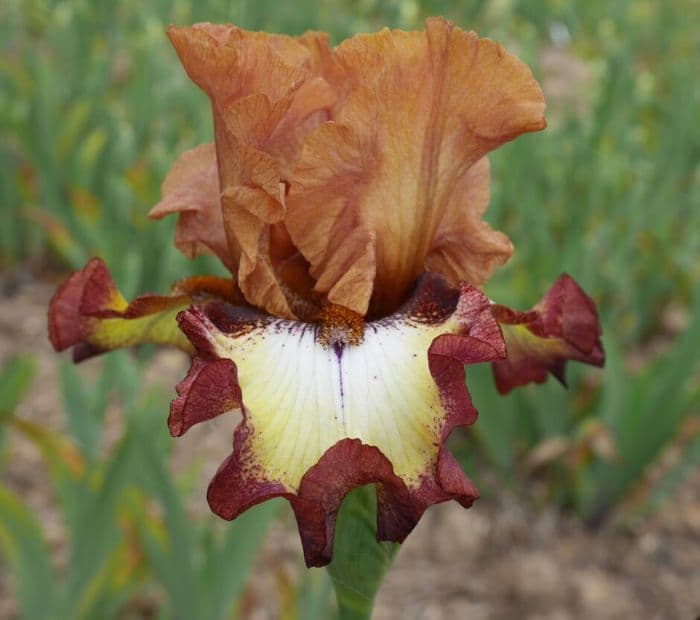 iris 'Reflets du Sol'