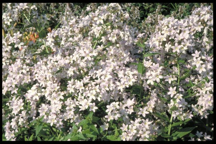 milk-white bellflower