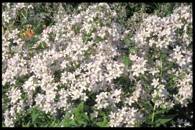 Milk-white bellflower