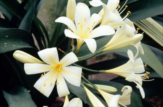 Lemon-coloured Natal lily