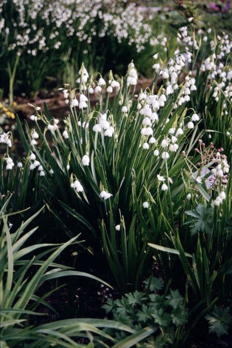 summer snowflake