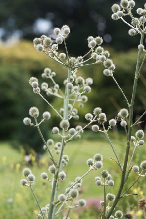 yellow-tinged ivory white sea holly