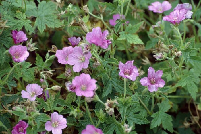 Endres's cranesbill 'Castle Drogo'