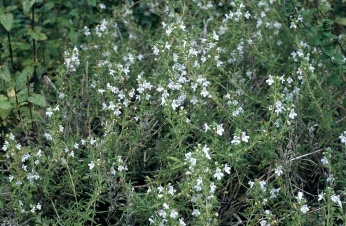 winter savory