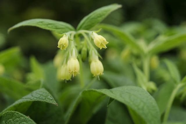 Tuberous comfrey