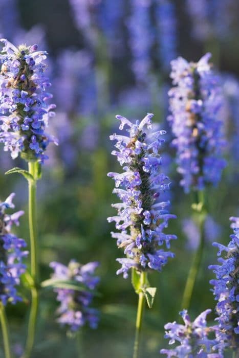 catmint 'Forncett Select'