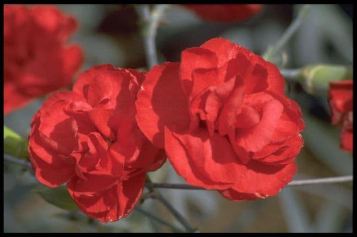 border carnation 'Flanders'