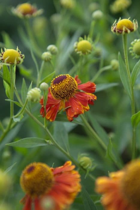 sneezeweed 'Riverton Gem'