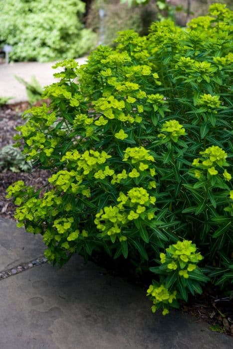 horned spurge