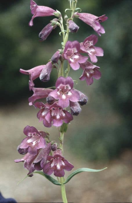 penstemon 'Raven'