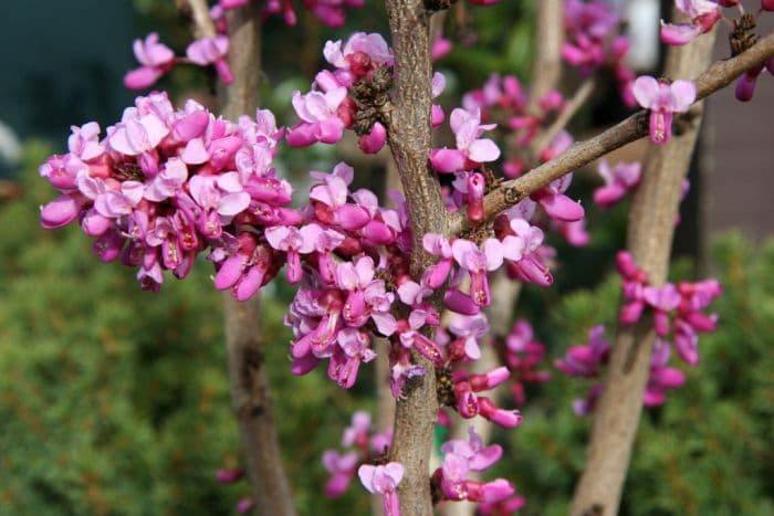 Chinese redbud 'Avondale'