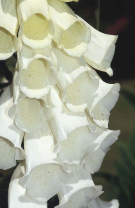 white-flowered foxglove