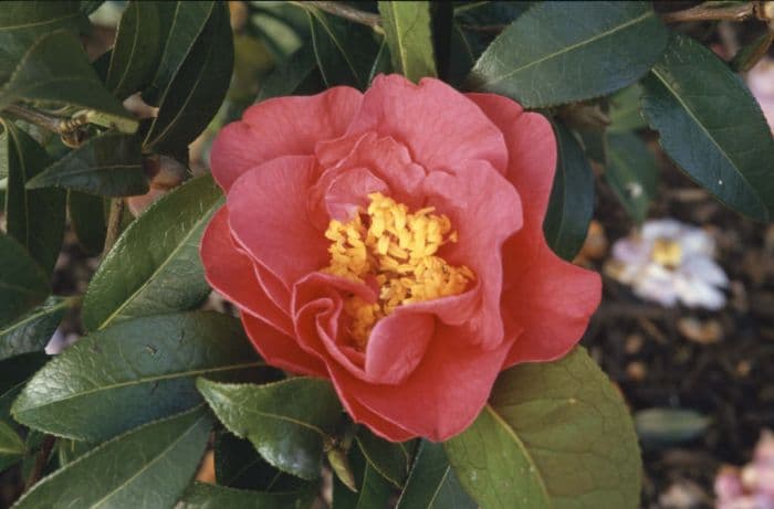 camellia 'Francie L'